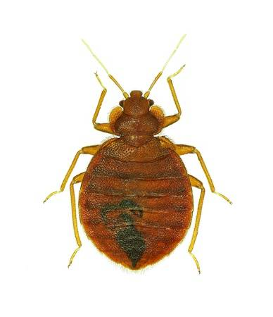 Bed bug exterminator in Rhode Island