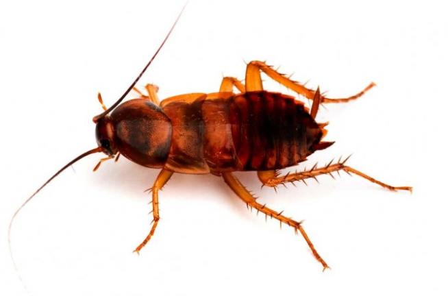 Cockroach control in Rhode Island