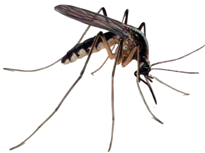Mosquito control in Rhode Island