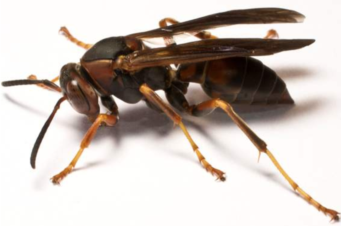 Wasp and hornet removal in Rhode Island
