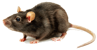 Rodent control in Rhode Island