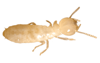Termite treatment in Rhode Island